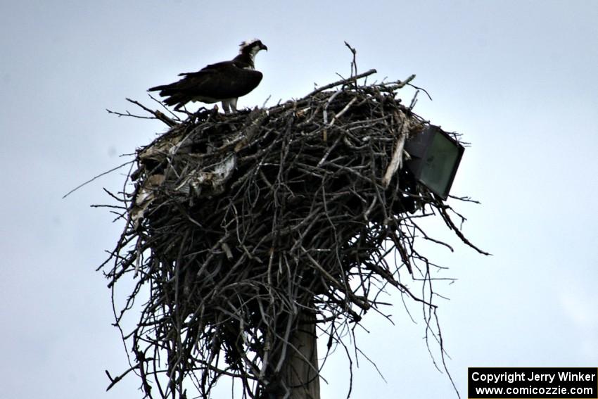 Mother osprey and eaglet