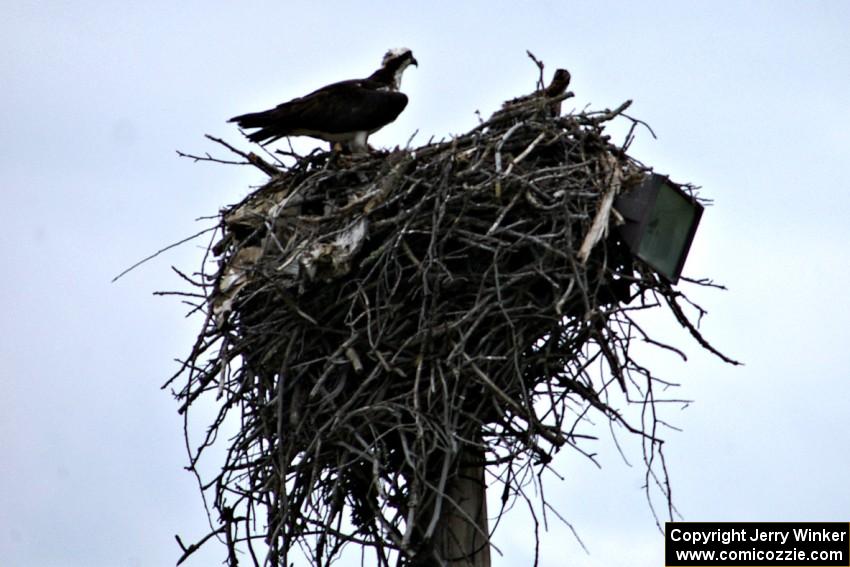 Mother osprey and eaglet