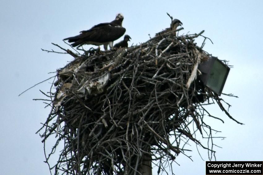 Mother osprey and eaglets