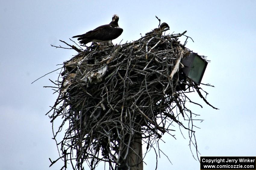 Mother osprey and eaglet