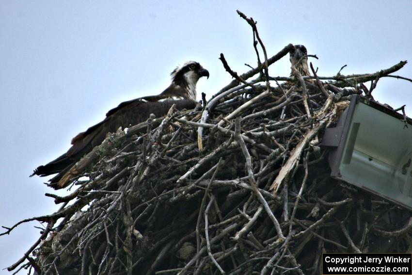 Mother osprey and eaglet