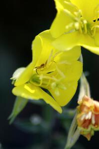 A spider awaits prey inside of a flower at turn 3