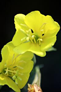 A wildflower at turn 3