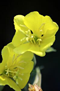 A wildflower at turn 3