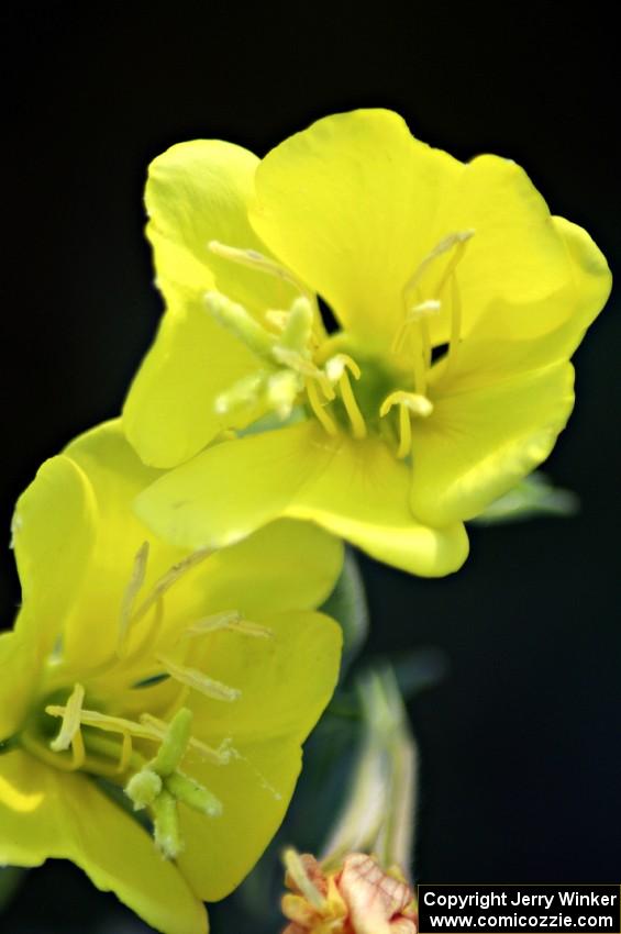 A wildflower at turn 3