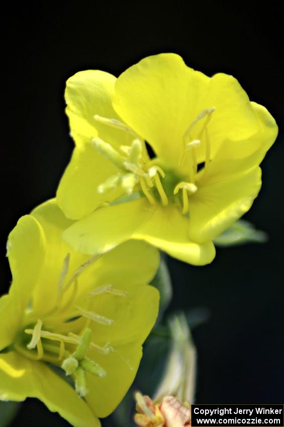 A wildflower at turn 3