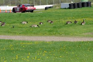Dale Quarterley's Ford Fusion passes by geese feeding at the outside of the carousel.