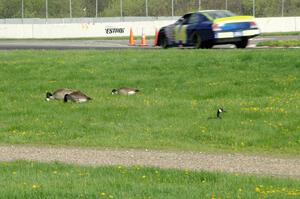 Andrew Tuttle's Toyota Camry passes by geese feeding at the outside of the carousel.