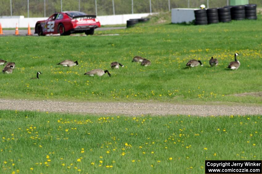 Dale Quarterley's Ford Fusion passes by geese feeding at the outside of the carousel.