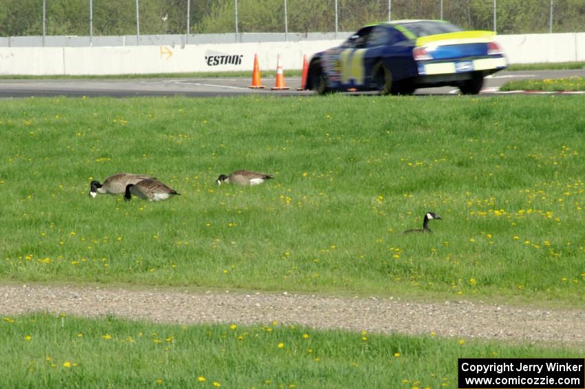 Andrew Tuttle's Toyota Camry passes by geese feeding at the outside of the carousel.