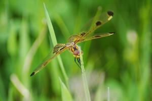 Calico Pennant Dragonfly