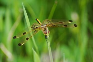 Calico Pennant Dragonfly