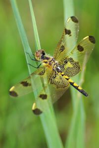 Calico Pennant Dragonfly