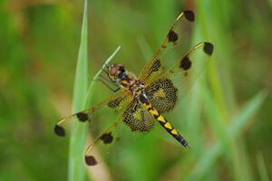 Calico Pennant Dragonfly