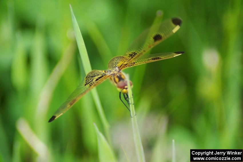 Calico Pennant Dragonfly