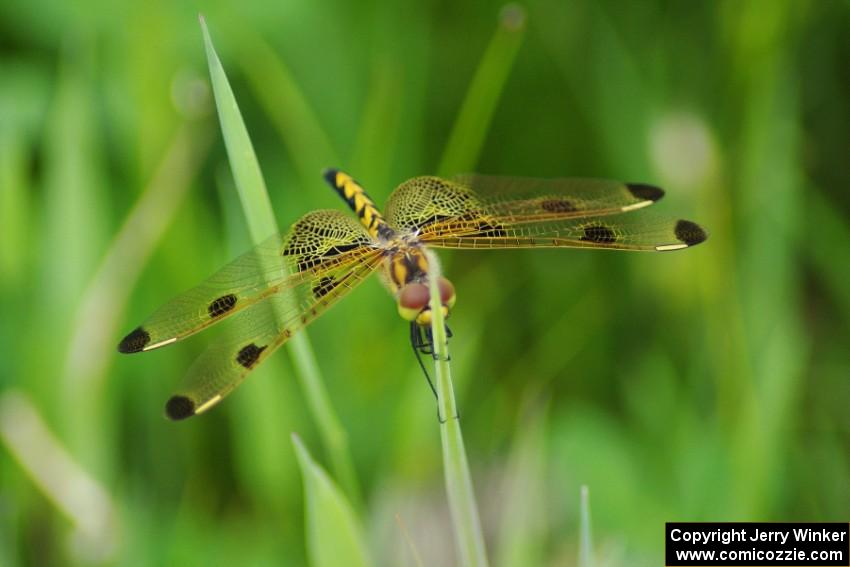 Calico Pennant Dragonfly