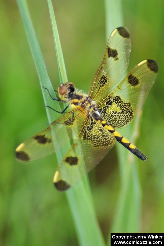 Calico Pennant Dragonfly