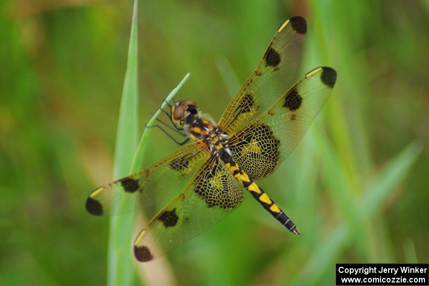 Calico Pennant Dragonfly