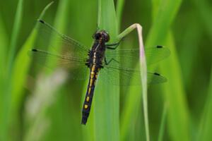 Belted Whiteface Dragonfly