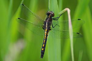 Belted Whiteface Dragonfly