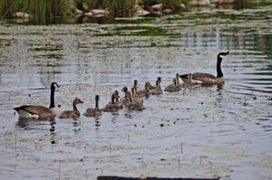 14 Goslings!