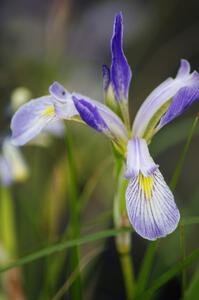 Northern Blue Flag