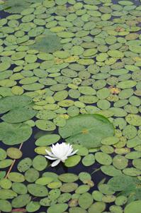 Water lily on the infield pond