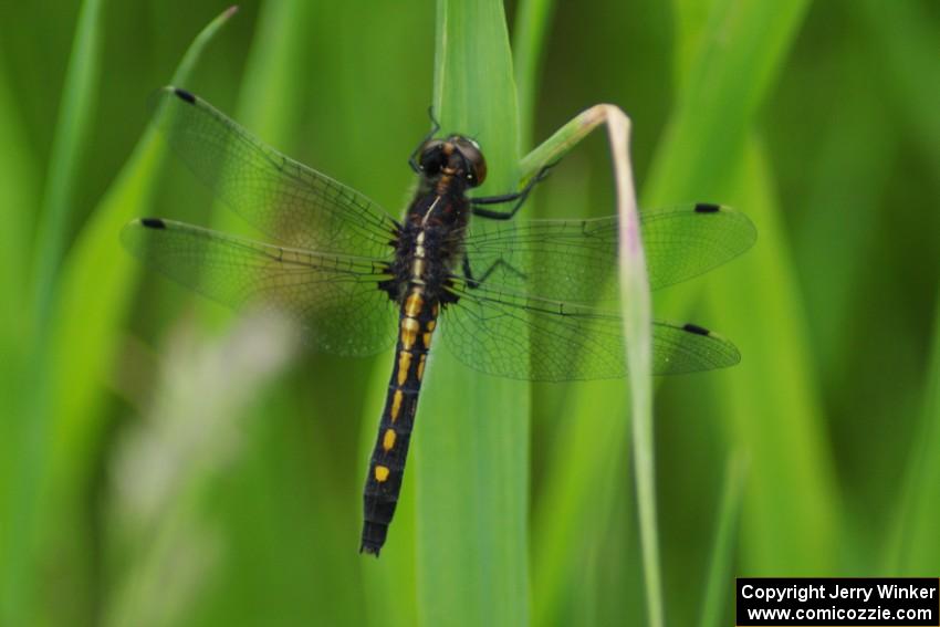 Belted Whiteface Dragonfly