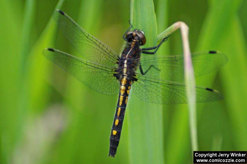 Belted Whiteface Dragonfly