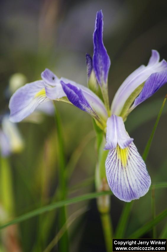 Northern Blue Flag