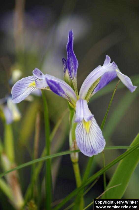 Northern Blue Flag