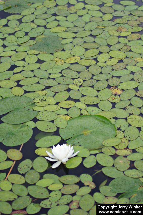 Water lily on the infield pond