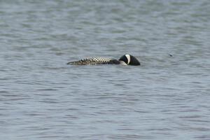 Common Loon