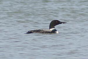 Common Loon