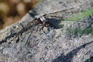 Chalk-fronted Corporal Dragonfly