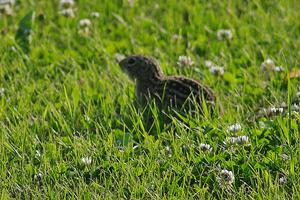 Thirteen-lined ground squirrel