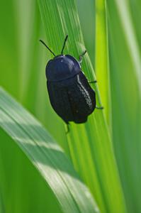 Black Carrion Beetle