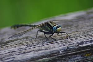 Elusive Clubtail Dragonfly