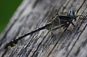 Elusive Clubtail Dragonfly