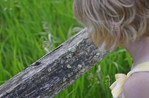 Elusive Clubtail Dragonfly