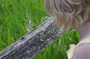 Elusive Clubtail Dragonfly