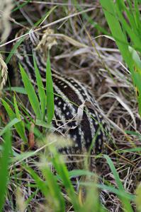 Thirteen-lined ground squirrel