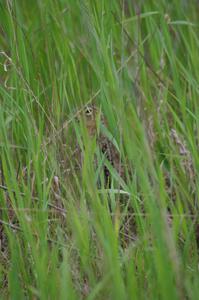 Thirteen-lined ground squirrel