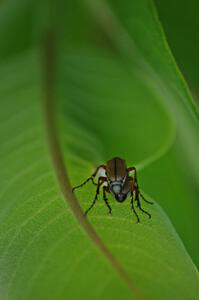 Beetles mating on milkweed