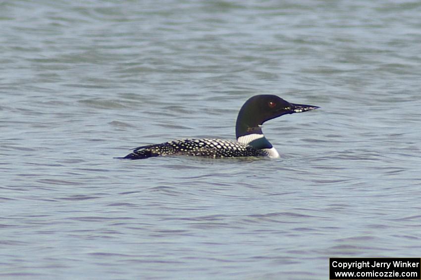 Common Loon