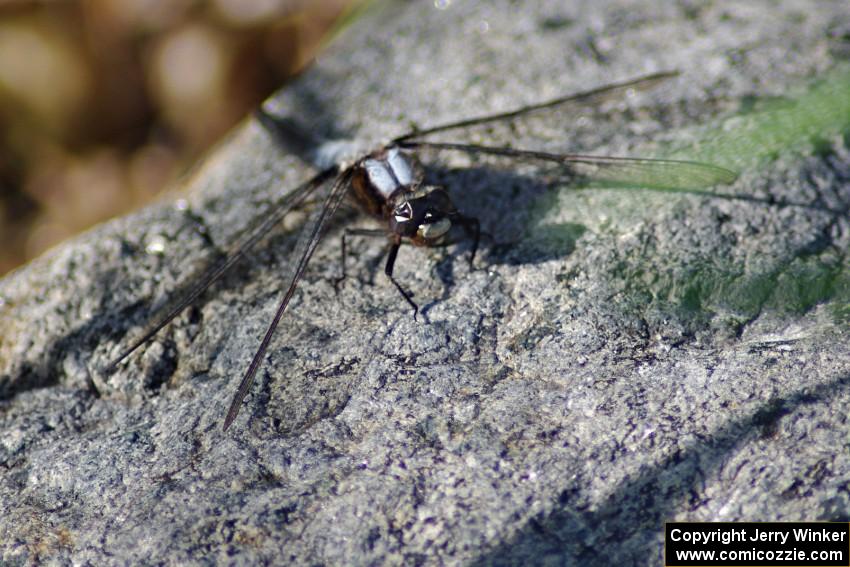 Chalk-fronted Corporal Dragonfly