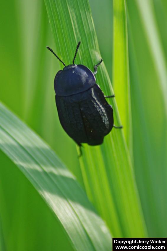 Black Carrion Beetle