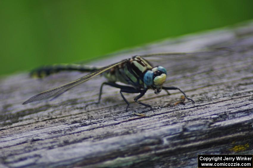 Elusive Clubtail Dragonfly