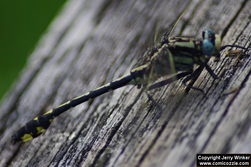 Elusive Clubtail Dragonfly