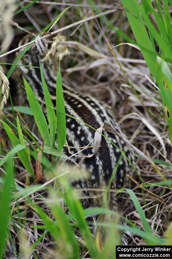 Thirteen-lined ground squirrel